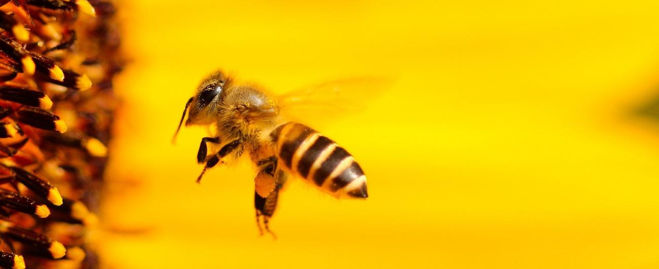 Biene, Foto: Hans Benn auf Pixabay