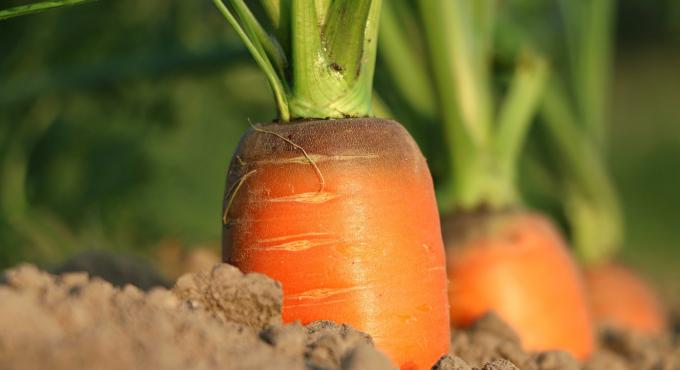 Karotten, Mohrrüben, Foto Pixabay