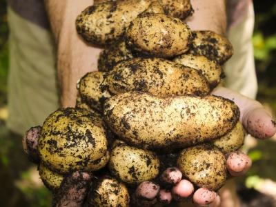 Seltene und Traditionelle Kartoffelsorten findest du nicht im Supermarkt. Foto: Pixaby