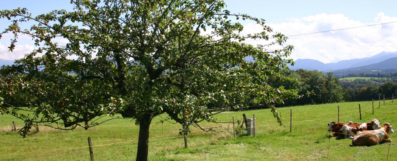 Streuobstwiesen liefern nicht nur die Ernte für leckeren Apfelsaft aus der Region, sondern erhalten und schützen auch bedrohte Ökosysteme. Foto: Marianne Wagner